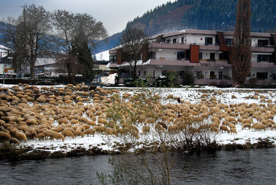 View of river by buildings during winter