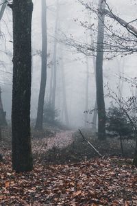 Trees growing in forest during autumn