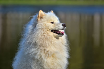 Close-up of a dog looking away