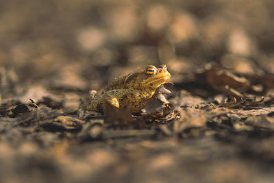 Close-up of frog on field
