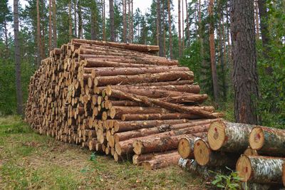 Stack of logs in forest