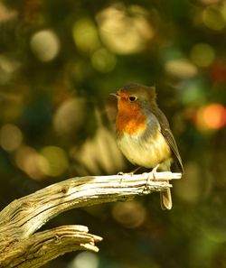 Close-up of bird perching on branch