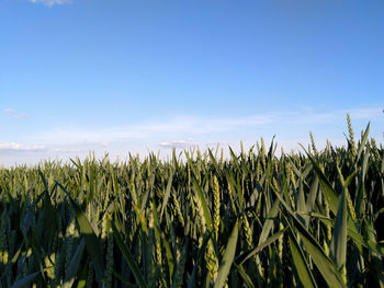 View of stalks in field against sky