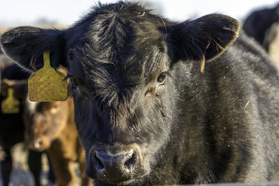 Portrait of cow with livestock tag tied up of ear