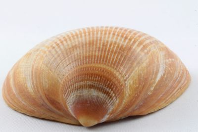 Close-up of seashell on white background