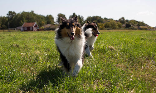 Dog on grassy field