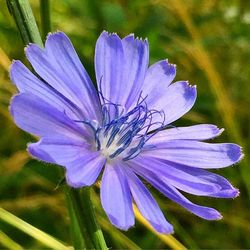 Close-up of purple flower