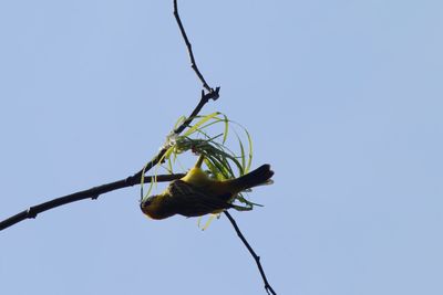 Low angle view of insect on plant against clear sky