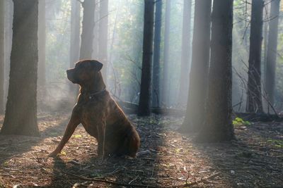 Dog standing on tree trunk