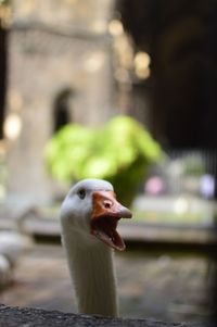 Close-up of swan on water