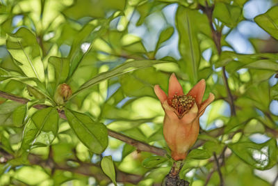 Close-up of flower on plant