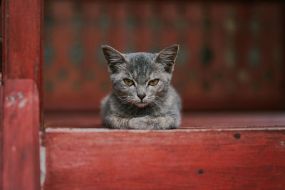 Portrait of cat on red outdoors