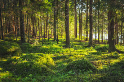 Pine trees in forest