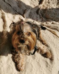 High angle portrait of a dog