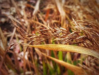 Close-up of wheat growing on field