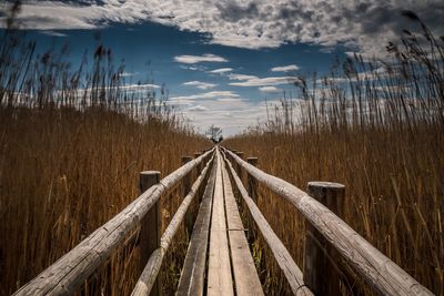 Boardwalk amidst reed against sky