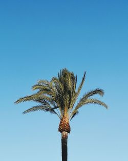 Low angle view of coconut palm tree against clear blue sky