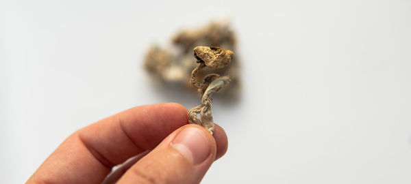 Close-up of hand holding small against white background