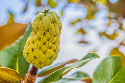 Fresh sugar apple on tree in the garden. tropical fruit custard apple on nature green background.