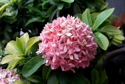 Close-up of pink flowering plant