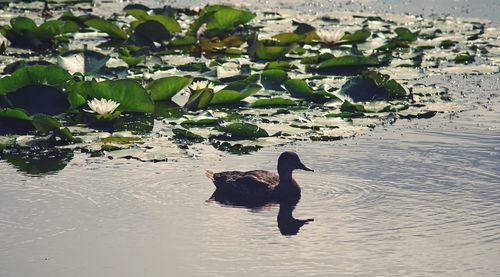 Swan swimming in a lake