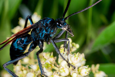 Close-up of insect on flower