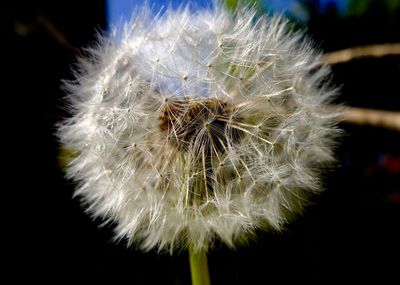 Close-up of dandelion flower