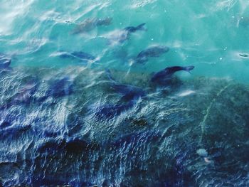 High angle view of fish swimming in sea