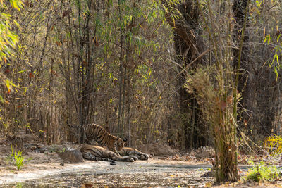View of a cat amidst trees