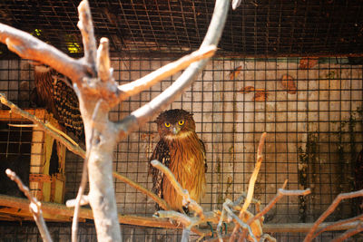 Portrait of owl in cage