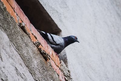 High angle view of bird perching on wall