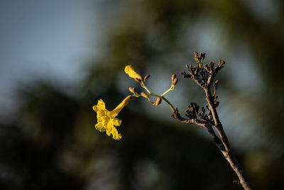 Close-up of flowering plant against blurred background