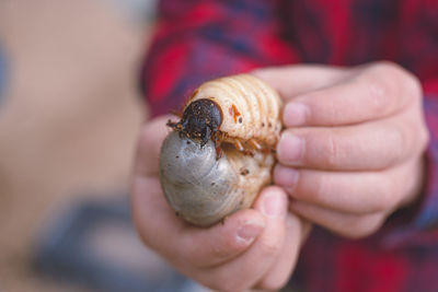 Close-up of hand holding shell