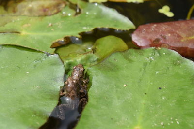 Close-up of insect on leaf