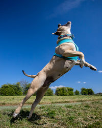 Full length of a dog on field against sky
