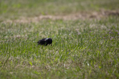 European starling sturnus vulgaris foraging in a meadow