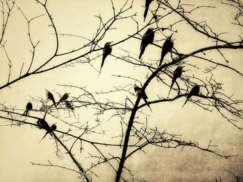 Low angle view of bare tree against sky