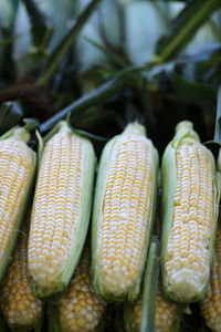 Fresh corn on the cob for sale at a summer farmer's market