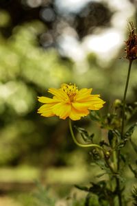 Close-up of yellow flowering plant