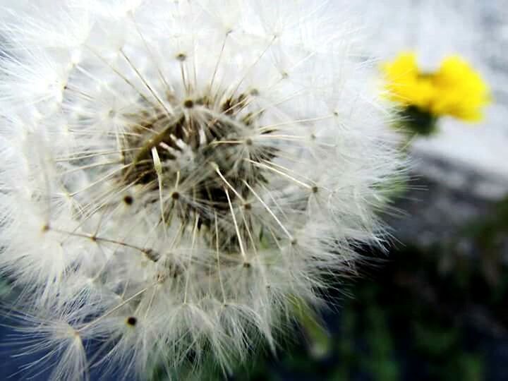 flower, dandelion, fragility, freshness, flower head, growth, white color, close-up, beauty in nature, nature, focus on foreground, softness, single flower, white, petal, plant, wildflower, blooming, stem, in bloom