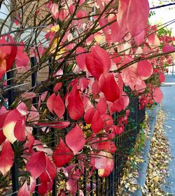 Close-up of pink flowers on tree