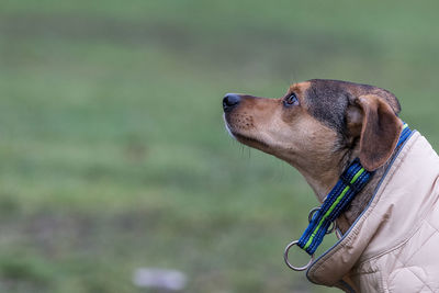 Close-up of dog