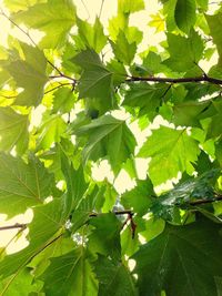 Close-up of green leaves on tree