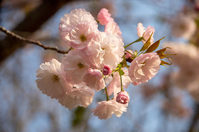 Close-up of pink cherry blossom