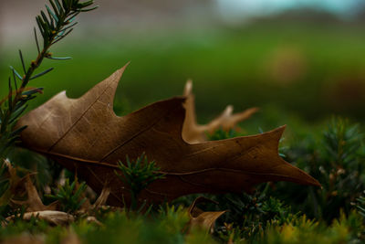 Close-up of maple leaf