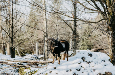 Capricorn standing on snow covered field