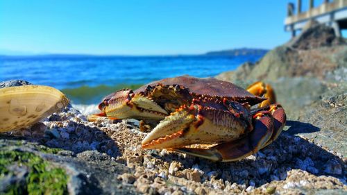 Close-up of crab on sea shore