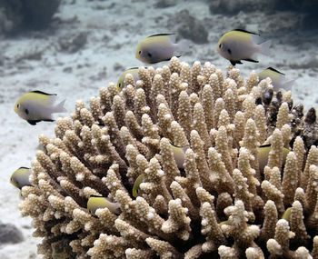 Arabian damsels in the red sea 