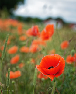 Close-up of orange poppy on field