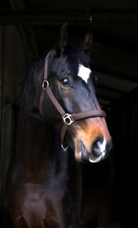 Close-up portrait of a horse